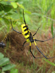 Trichonephila turneri