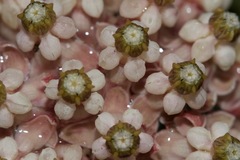 Asclepias solanoana