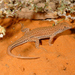 Nidua Fringe-fingered Lizard - Photo (c) Roberto Sindaco, some rights reserved (CC BY-NC-SA), uploaded by Roberto Sindaco