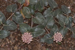 Asclepias solanoana