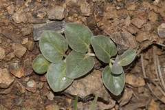 Asclepias solanoana