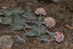 Asclepias solanoana