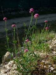 Centranthus lecoqii