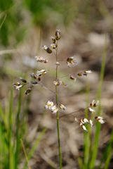 Anthoxanthum nitens