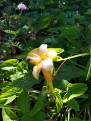 Hemerocallis lilioasphodelus