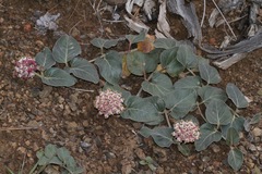 Asclepias solanoana