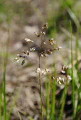 Anthoxanthum nitens