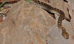 Madagascarophis ocellatus