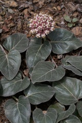 Asclepias solanoana