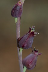 Streptanthus barbatus