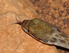Madagascarophis ocellatus