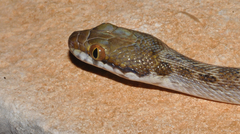 Madagascarophis ocellatus