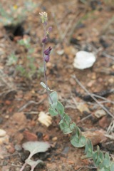 Streptanthus barbatus