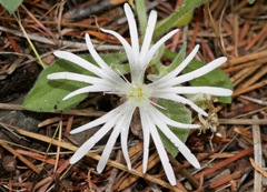 Silene nelsonii