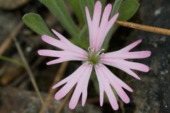 Silene hookeri