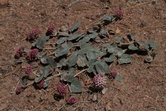 Asclepias solanoana