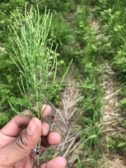 Equisetum arvense image
