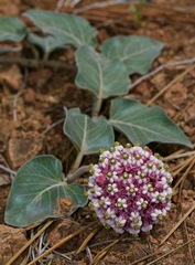 Asclepias solanoana