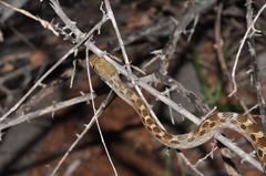 Madagascarophis ocellatus
