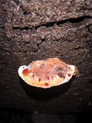 Rhodofomes cajanderi
