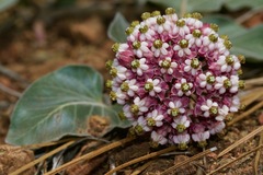Asclepias solanoana