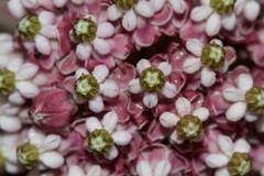 Asclepias solanoana