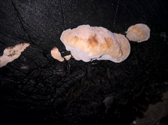 Rhodofomes cajanderi