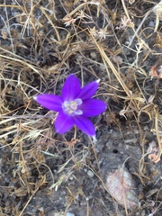 Brodiaea terrestris kernensis