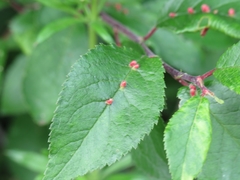 Eriophyes homophyllus
