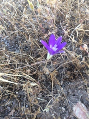 Brodiaea terrestris kernensis
