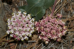 Asclepias solanoana