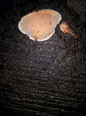 Rhodofomes cajanderi