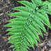 Upside-down Fern - Photo (c) Scott Zona, some rights reserved (CC BY-NC)
