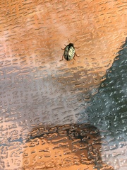 Calligrapha multipunctata