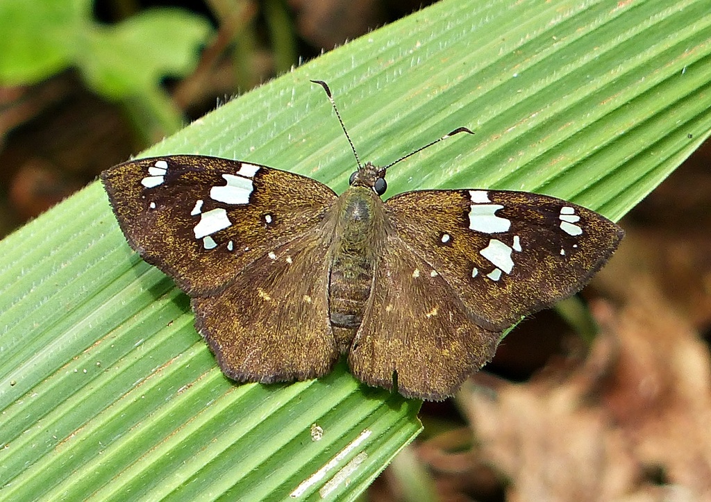 Celaenorrhinus similis