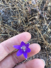 Brodiaea terrestris kernensis