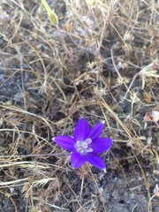 Brodiaea terrestris kernensis