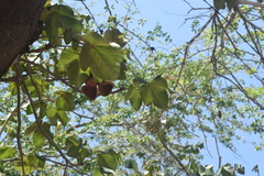 Sterculia apetala