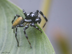 Pachomius misionensis