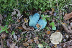 Rossbeevera pachydermis