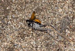 Palmodes praestans