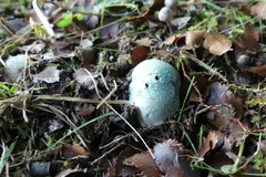 Rossbeevera pachydermis