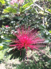 Calliandra medellinensis