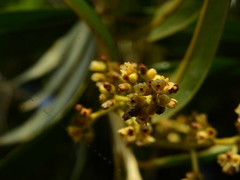 Ocotea guianensis