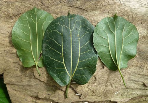 African mulberry (Morus mesozygia)