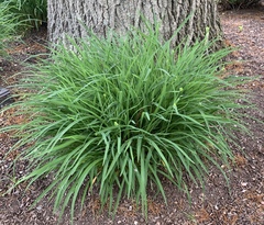 Hemerocallis lilioasphodelus