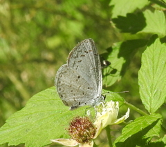 Celastrina lucia