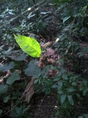 Trichonephila clavipes