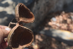 Sterculia apetala