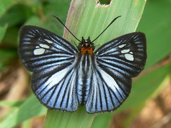 Pythonides lancea